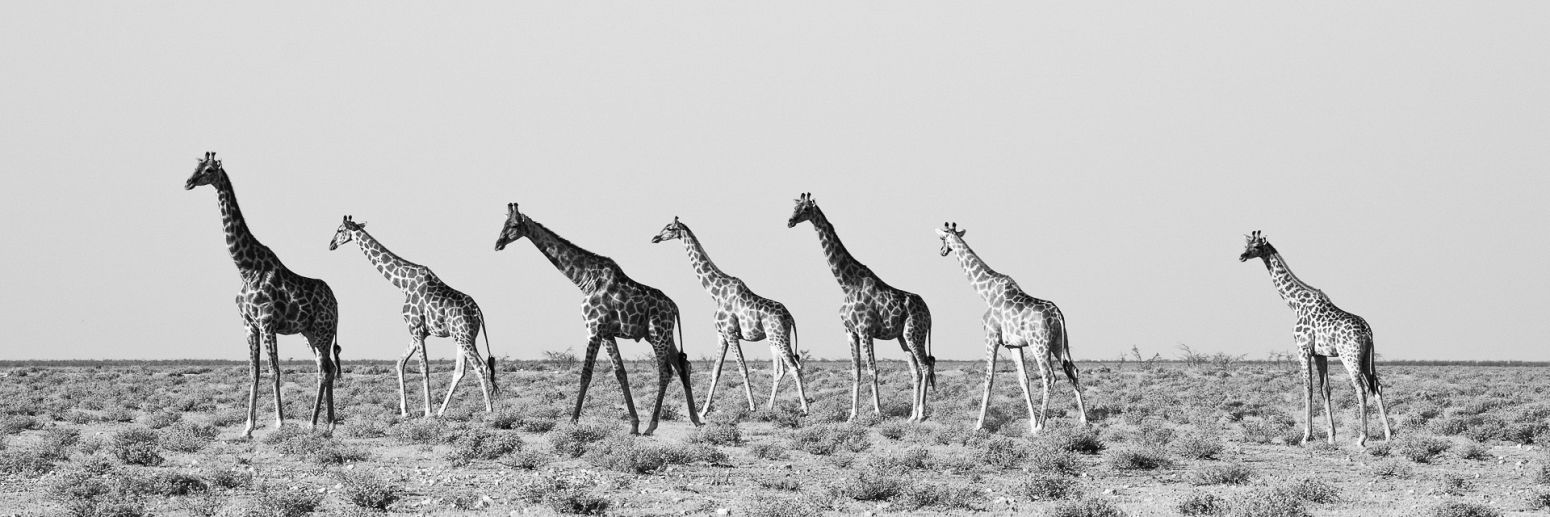 Giraffes, Etosha National Park, Namibia